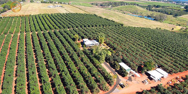 Tư vấn đầu tư nông trại, trang trại Úc