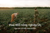 Visa 403 nông nghiệp Úc